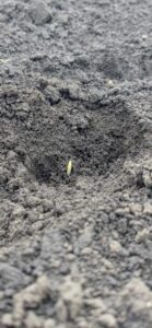 Corn emergence in Belegis after 25 days of ultra-early planting