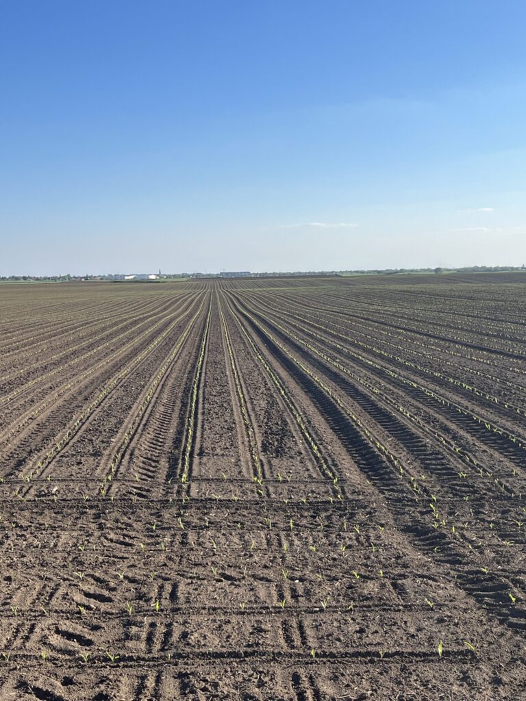 Healthy corn V4 stage stand from ultra-early March 13th planting