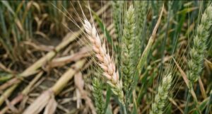 Symptome von Fusarium an einer Weizenähre, verursacht durch Ernerückstände in einem langfristigen No-Till-System